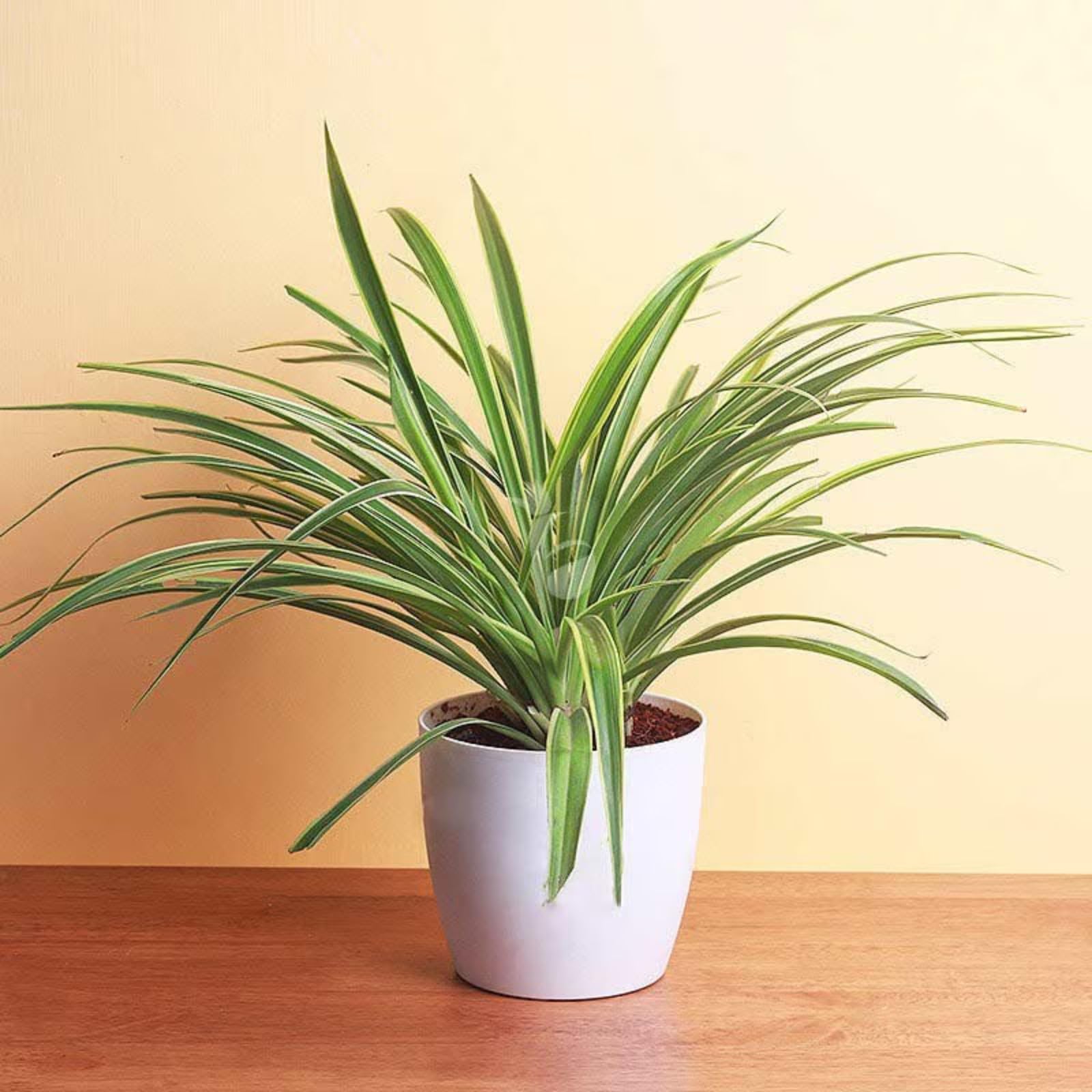 FlowerAura Air Purifying Good Luck Spider Live Indoor Plant In Plastic Pot For Office/Home Decor & For Birthday Gift, Anniversary Gift, Diwali Gift, Holi Gift, Mothers Day Gift (Same Day Delivery) (B0D2KWY6NW) Amazon Price History, Amazon Price Tracker
