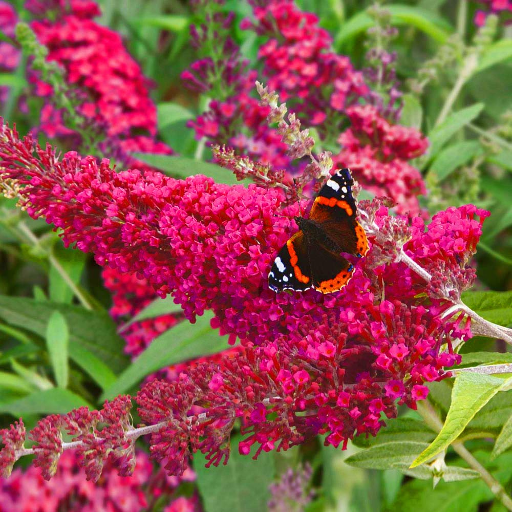 X Buddleia Davidii Buzz Velvet Butterfly Bush Deciduous Shrub - Main Image