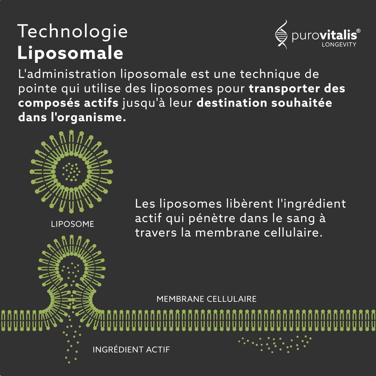 PUROVITALIS Quercétine Liposomale 125mg, 99% pure, 30 Gélules | Flavonoïde antioxydant de Sophora japonica, 99% pur; réponse immunitaire; cure 1 mois, sans gluten, GMP, vegan