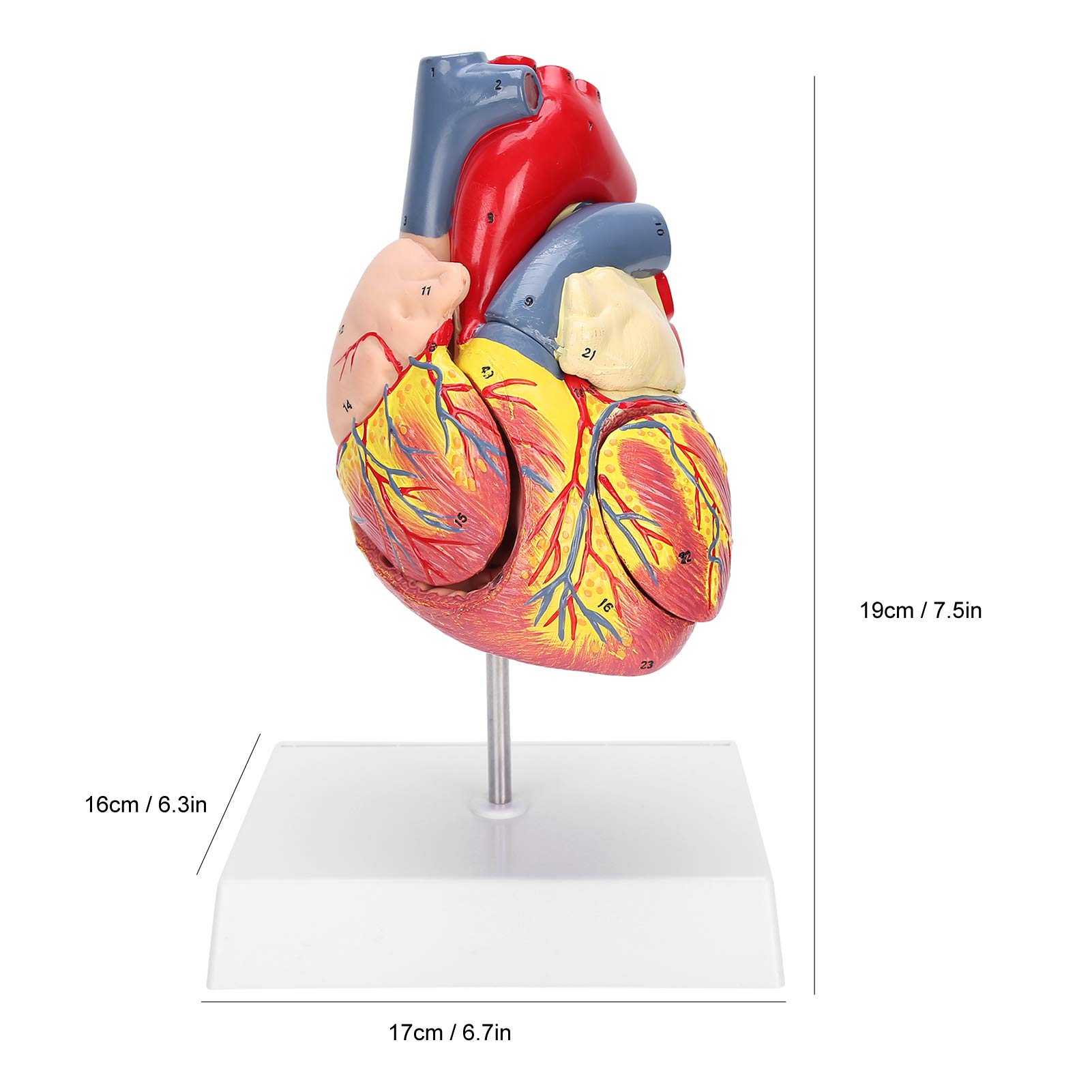Brrnoo Modèle de Coeur Humain 48 Structures internes anatomiques, modèle médical de Coeur numéroté anatomiquement précis en 2 Parties, 3 x pièces Amovibles à Usage pédagogique