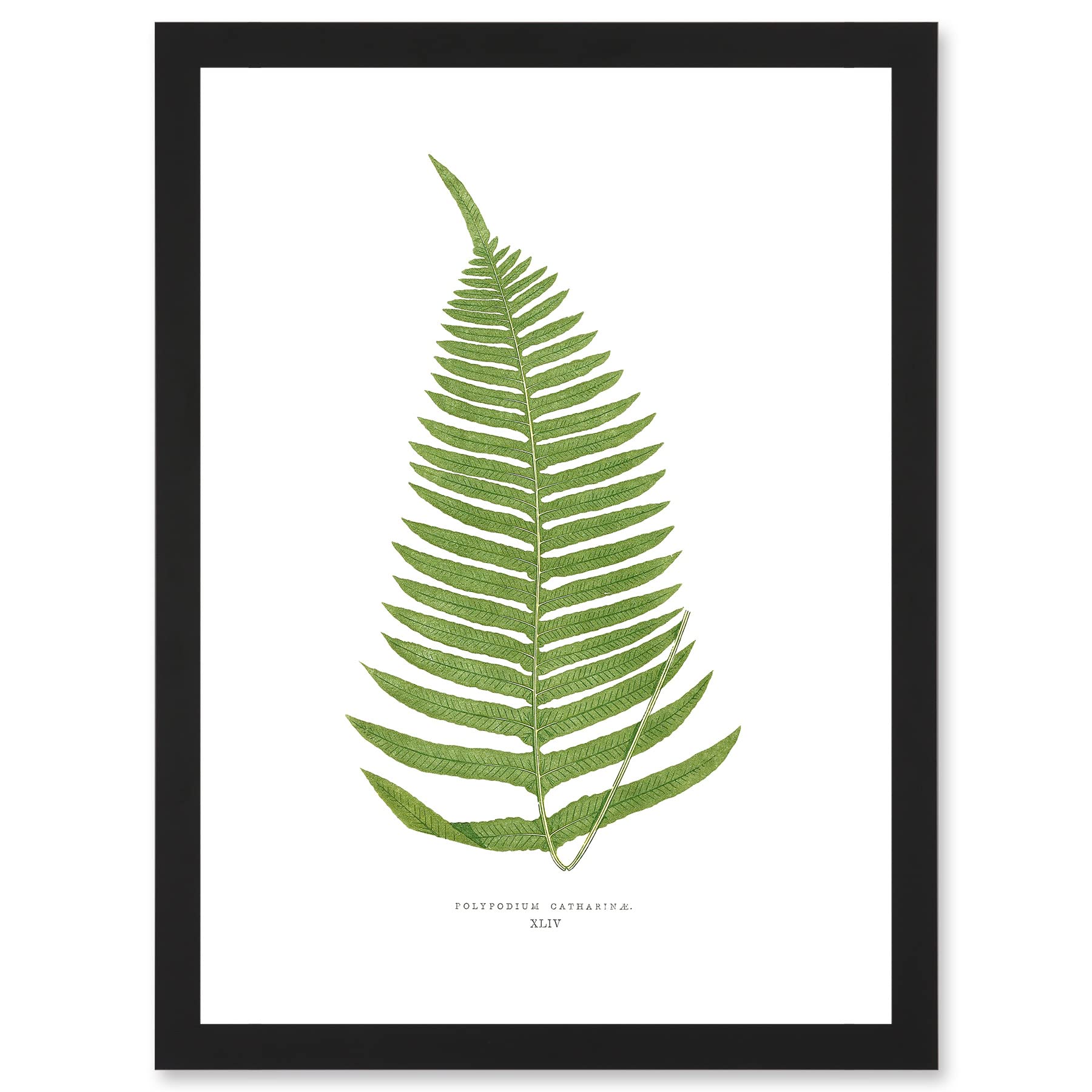 Fern Polypodium Catharinae Botanical Artwork Framed Wall Art Print A4 - Artery8
