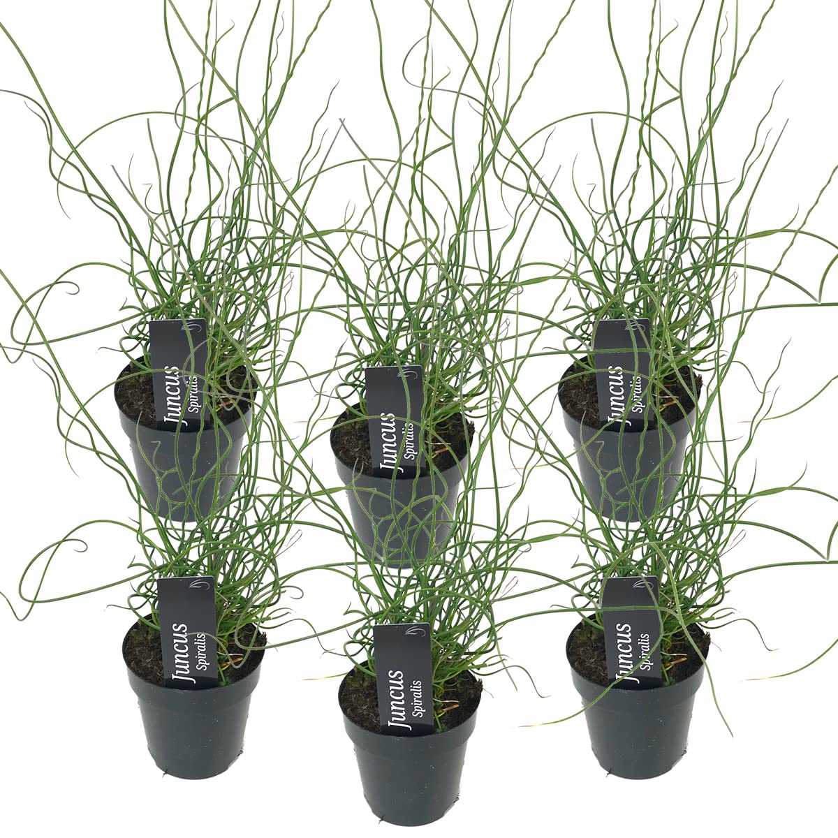 Bloomique - Set di 6 - Juncus Spiralis - Giunco a Spirale - Pianta Acquatica - Pianta da Stagno - Resistente al Freddo - Alte 20-30 cm - Vaso 9 cm