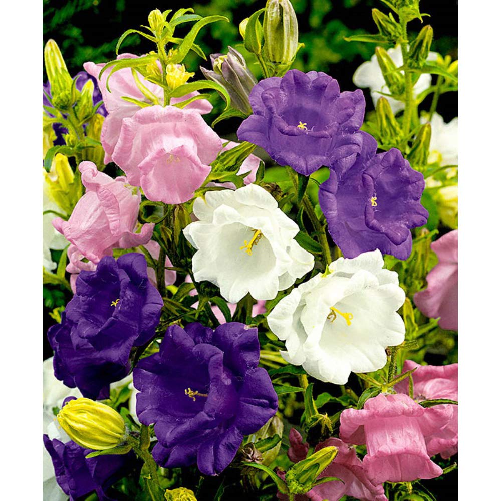 Canterbury Bells (Cup and Saucer) Mix Seeds Bellflower Perennial Flower Balcony Outdoor Cut for Planting Non GMO 600 Seeds