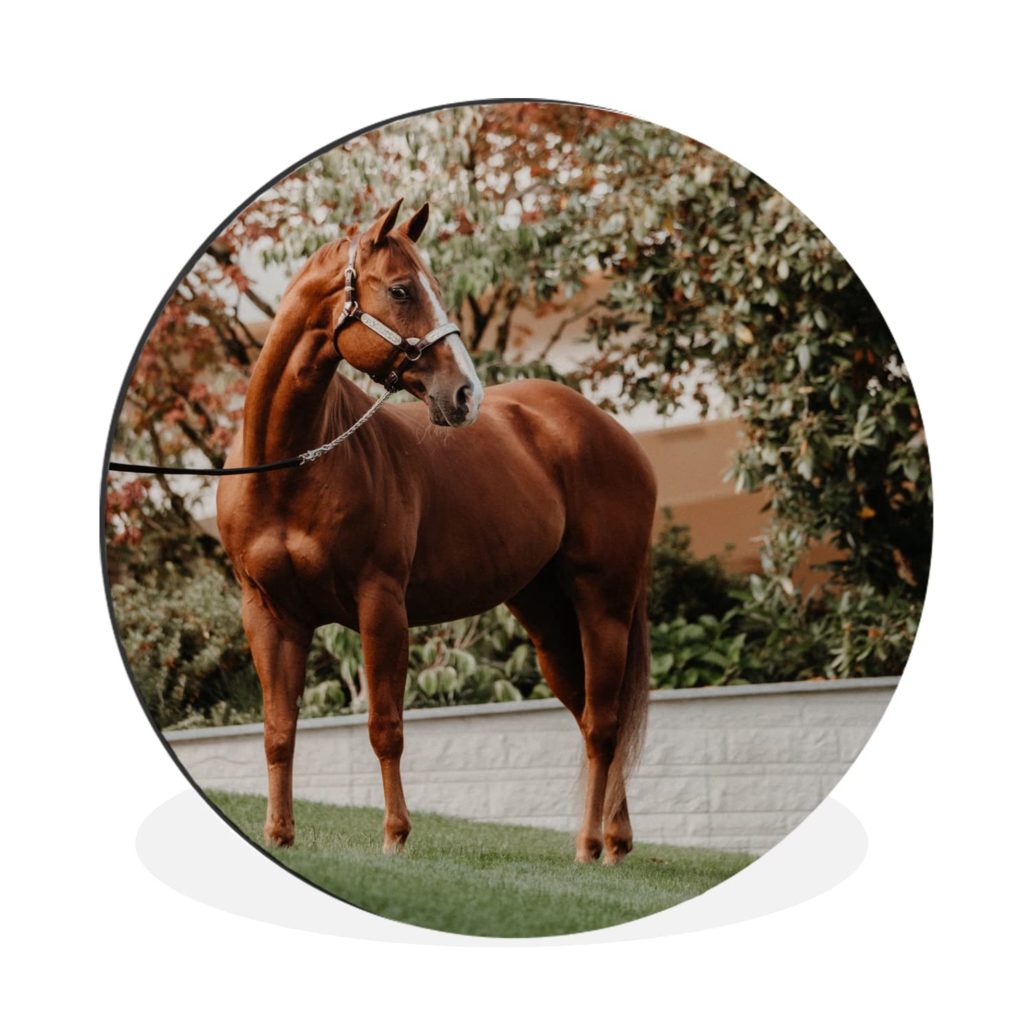 MuchoWow Wandbild Rund Wanddeko Deko Wohnzimmer Bilder 60x60 cm Pferd - Baum - Halfter