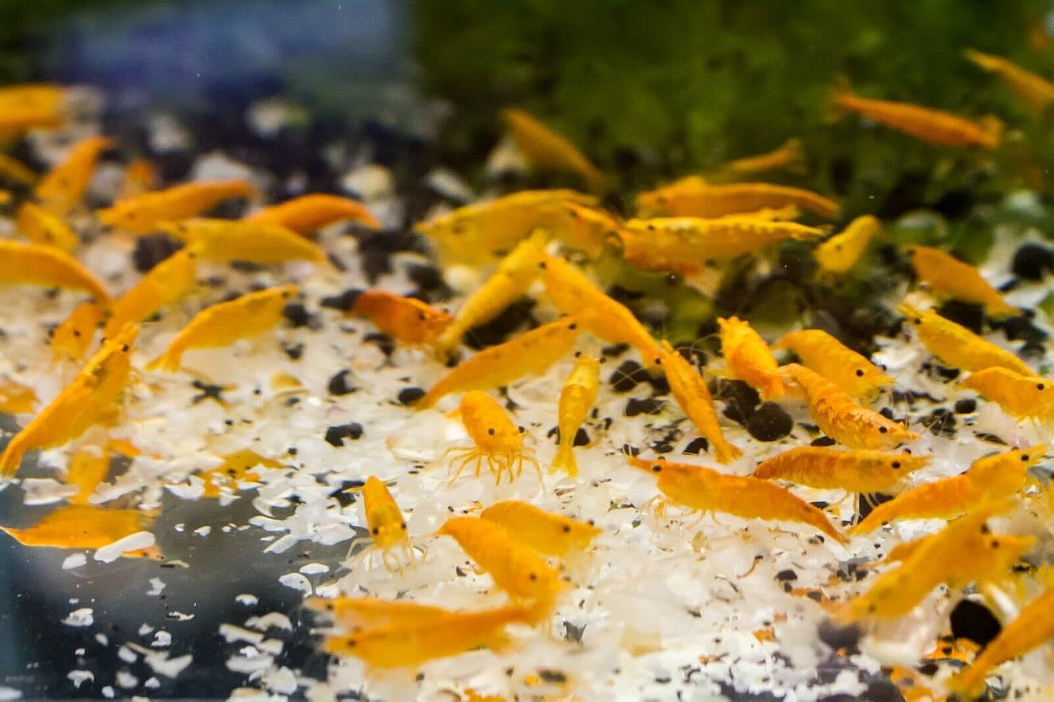 Snowflake Food for Cherry Shrimp & All Bottom Dwellers (20g) : Amazon ...