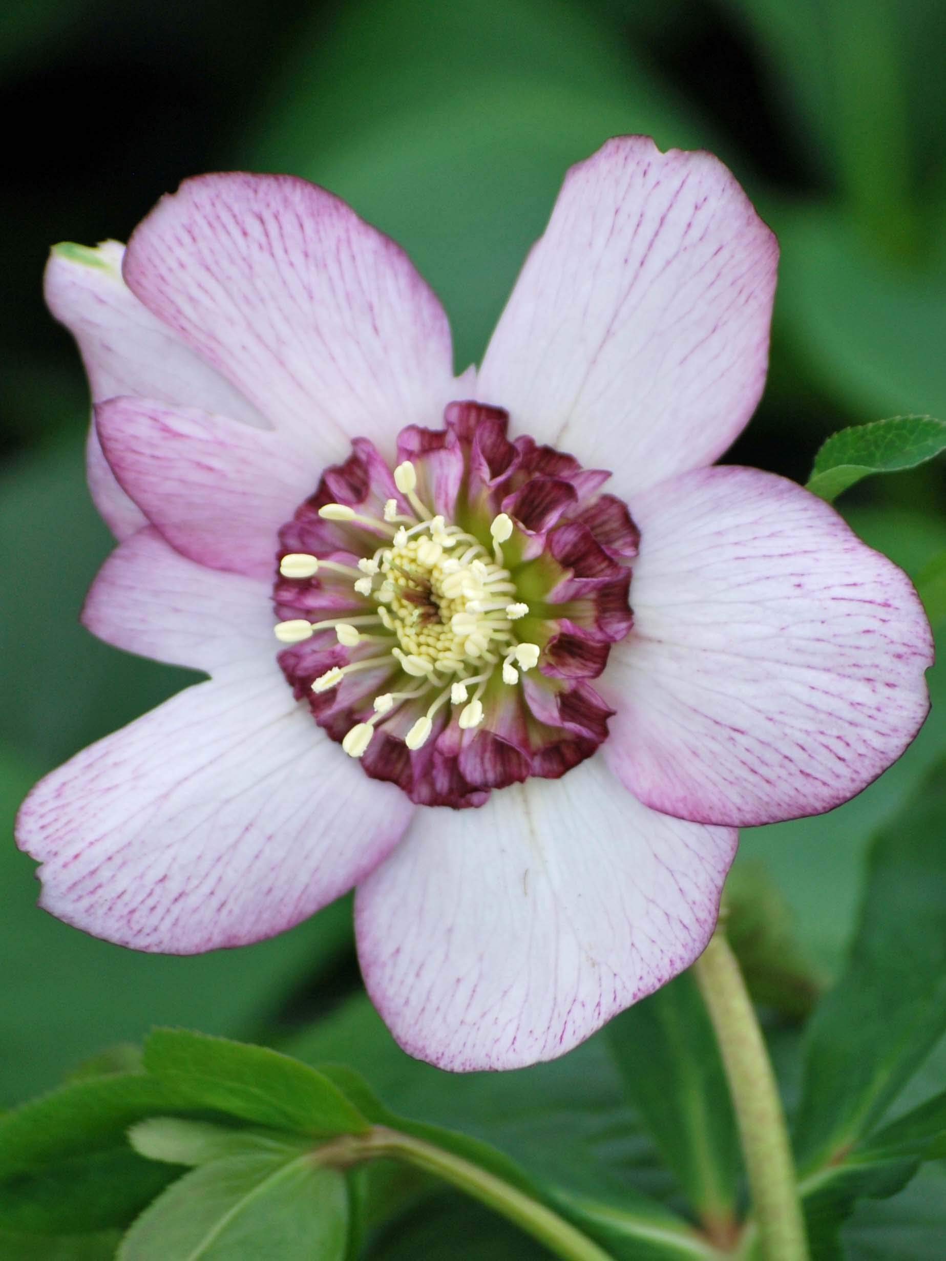 Helleborus Cherry Blossom