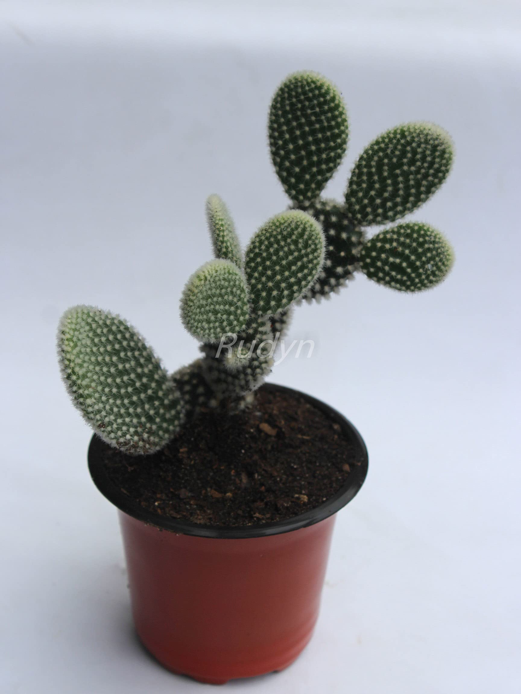 Rudyn Gladioli Farm, Opintia microdasys albispina/Bunnys Ear (Live Cactus) (B09B412M5W) Amazon Price History, Amazon Price Tracker