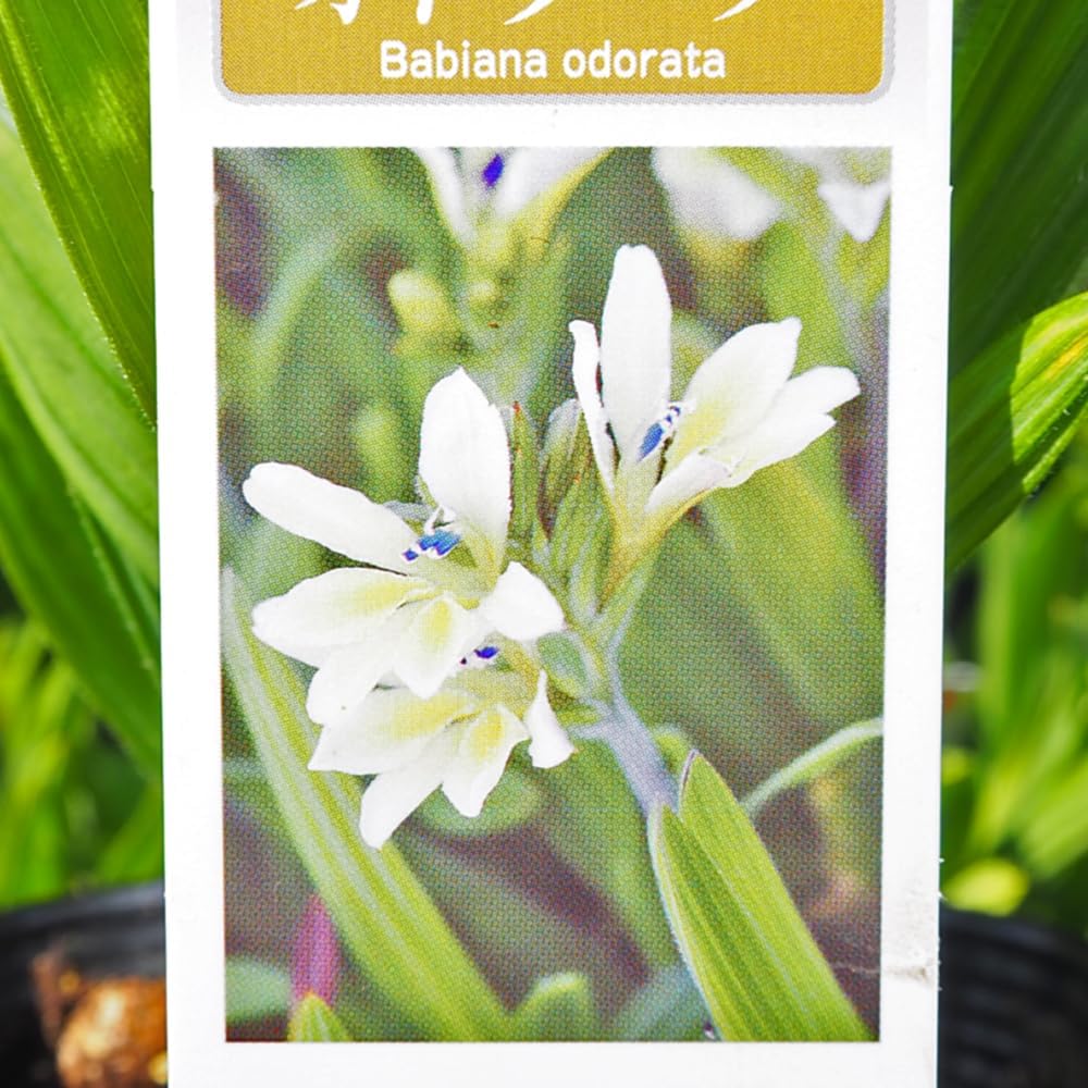 ＩＴＡＮＳＥ バビアナ オドラータ 3.5号 2個セット 花苗 球根植物 アヤメ科 香りの花 クリーム色の花 早咲き 原種 ガーデニング 学名：Babiana odorata タイプ：アヤメ科バビアナ属