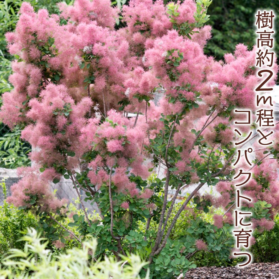 Amazon.co.jp: 花木苗 スモークツリー スモーキージョー外 1株 / 国