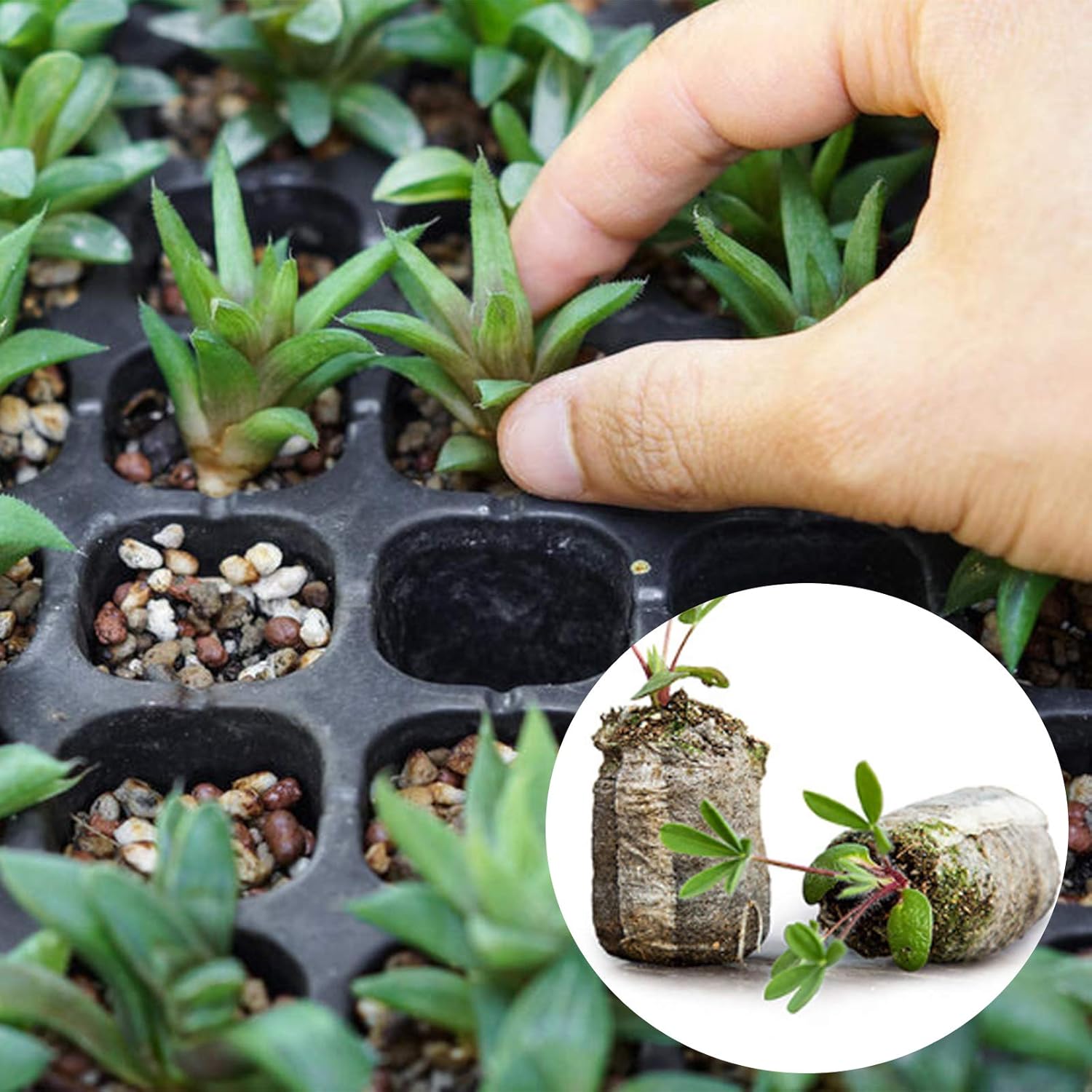 120 Pcs Peat Pellet - 35mm Plant Pallet Seedling Soil Block,Plant Starting Plugs Peat Pellets Bulk for Plant Starter Pellet,Transplanting Growing Garden Flower Vegetables : Patio, Lawn & Garden
