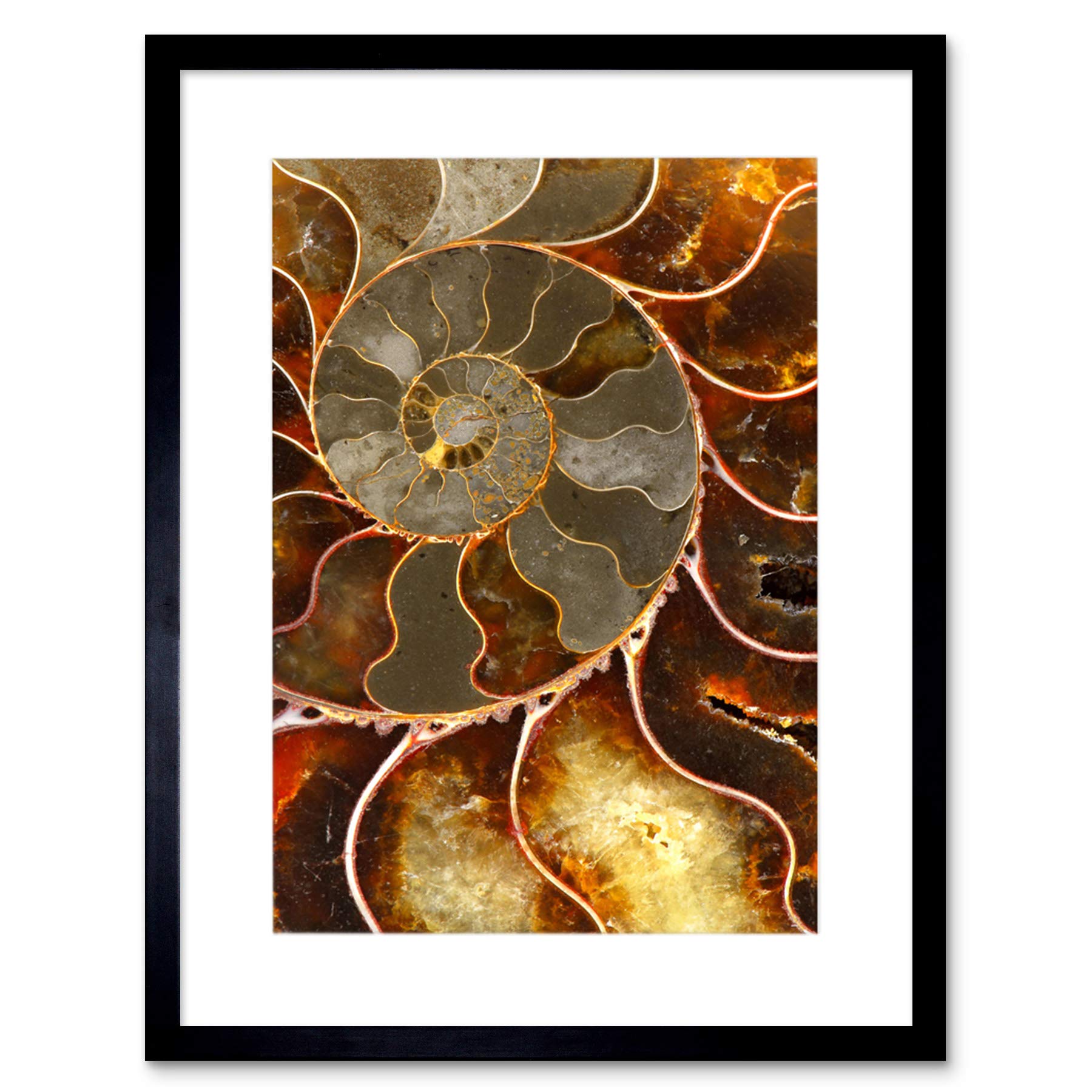 Wee Blue Coo Photo Macro Close Up Fossil Ammolite Shell Cool Framed Wall Art Print