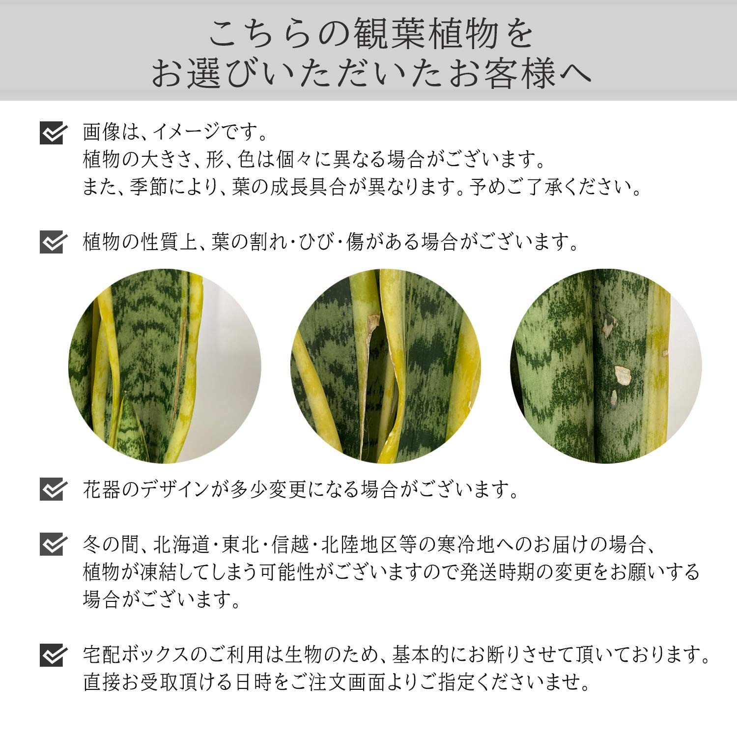 Amazon｜花のギフト社 サンスベリア 観葉植物 本物 ミニ サンセベリア
