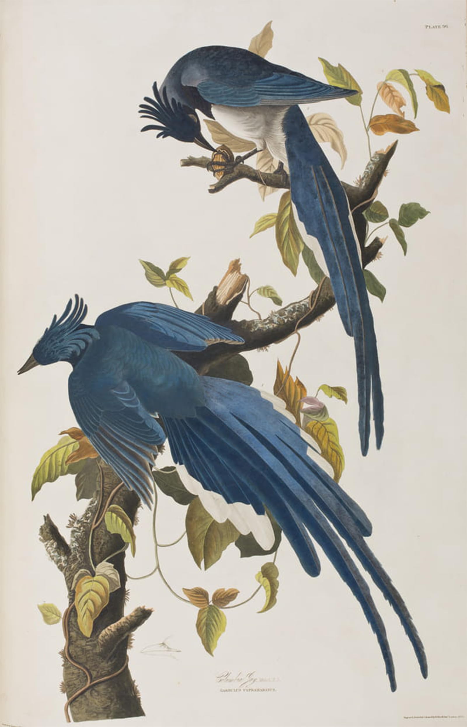 POSTERIIk Vintage Print Pop Art Landscape Artwork Illustration From birds of America by John Jamess Audubon Art Prints for Office Home Decor 60x90cm