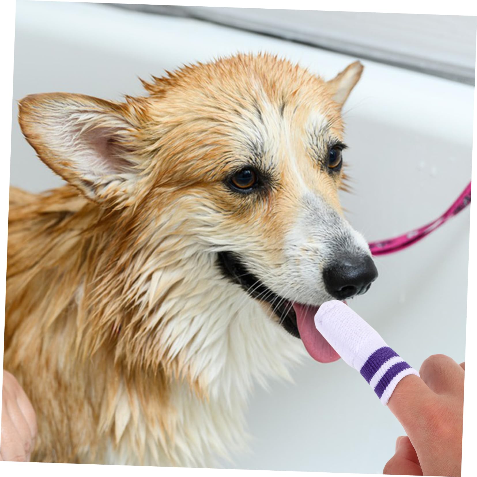 POPETPOP 30 Pièces Doigts de nettoyage pour animaux de compagnie Doigtier de nettoyage buccal pour animaux de compagnie Doigtiers pour de ie lingettes humides nylon