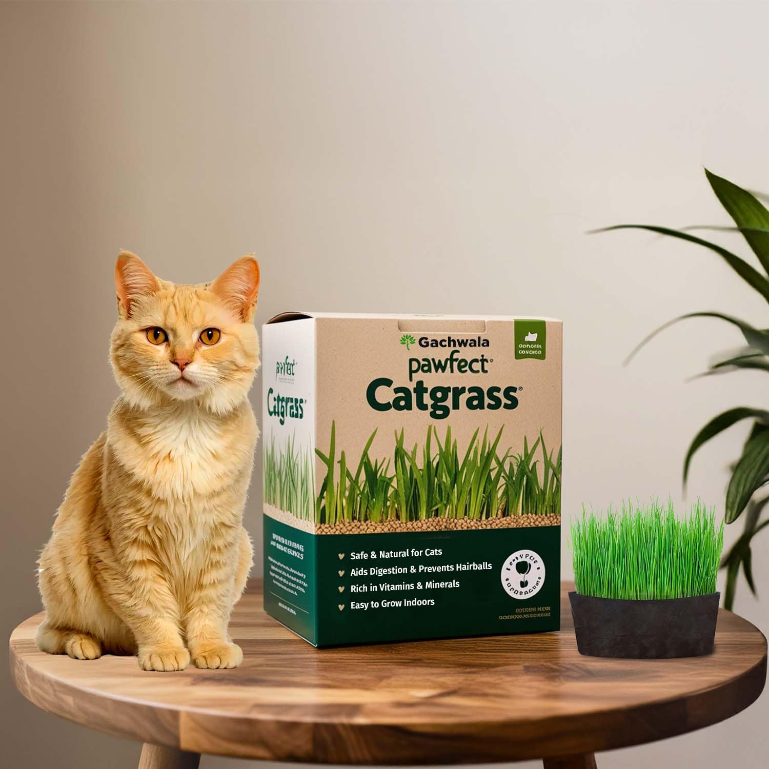 Pawfect Cat Grass Growing Kit with Planter – 2 Plastic Grow Bags, 4 Coco Peat Discs & Wheatgrass Seeds | Ideal for Indoor Cats, Aids Digestion & Reduces Hairballs | Easy-to-Grow-image-13