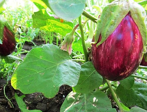 Miniatura 4 de CEMEHA SEEDS - Berenjena Berenjena rayada Tailandesa Vegetal sin OMG para plantar