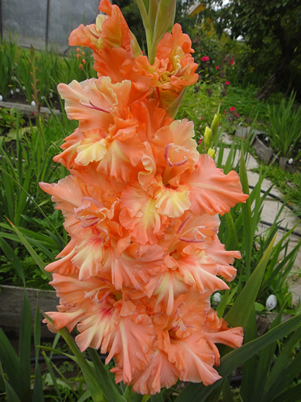 Hardy Gladiolus Bulbs – Perfect The Four Seasons Bulbs for Shaded Corners and Garden Beds,Hardy Perennial, Excellent Display-8 Bulbs-D