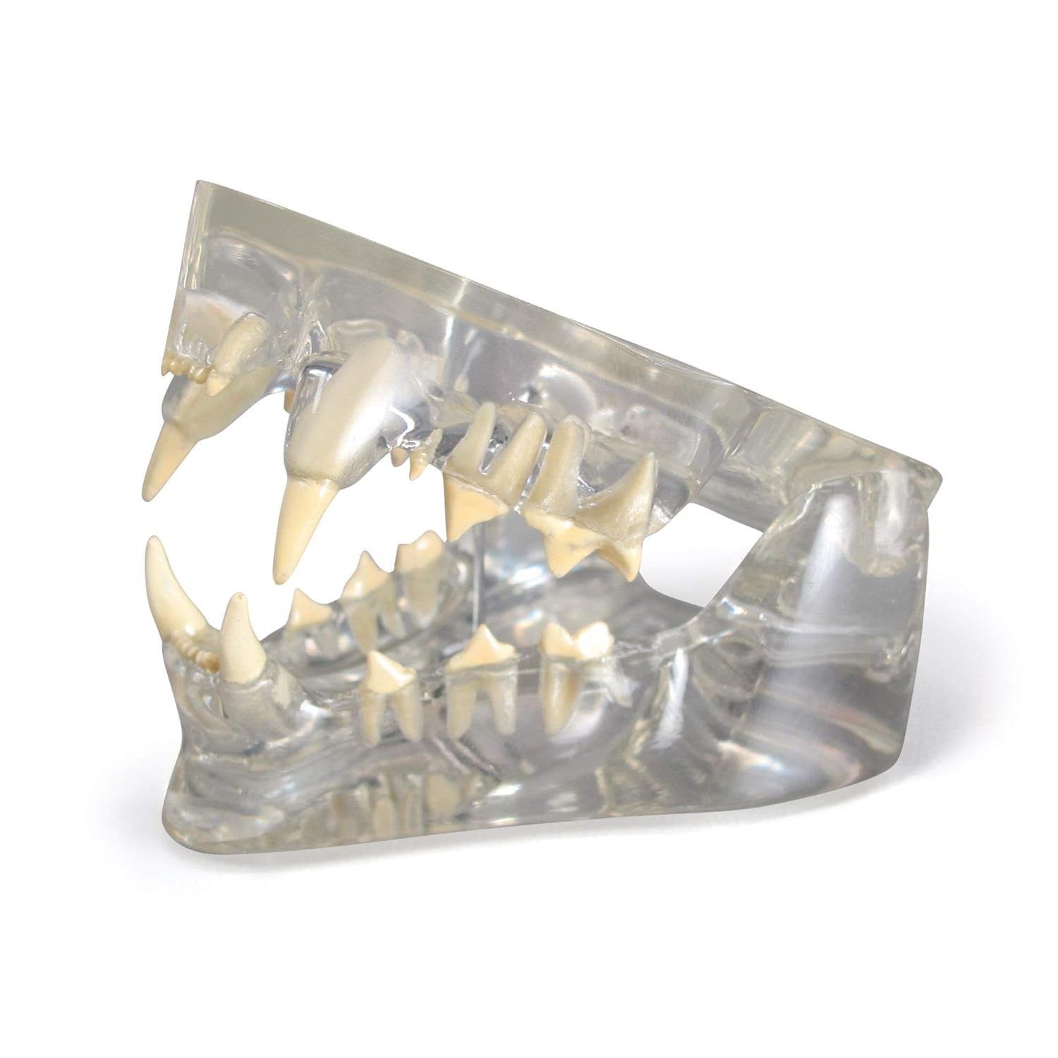 GPI Anatomicals - Clear Feline Jaw Model with Teeth, Replica for Feline Anatomy and Physiology Education, Anatomy Model for Veterinarian’s Offices and Classrooms, Medical Learning Resources