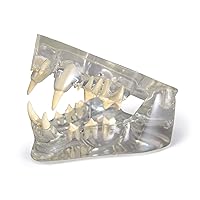 Vista 8 de GPI Anatomicals - Modelo de mandíbula canina con dientes, réplica para la educación en anatomía y fisiología canina, modelo de anatomía