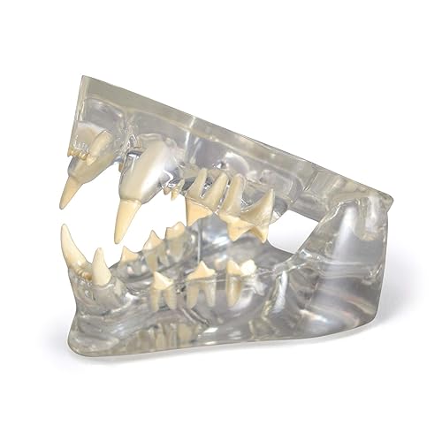 GPI Anatomicals - Modelo de mandíbula felina transparente con dientes, réplica para la educación en anatomía y fisiología felina, modelo de anatomía