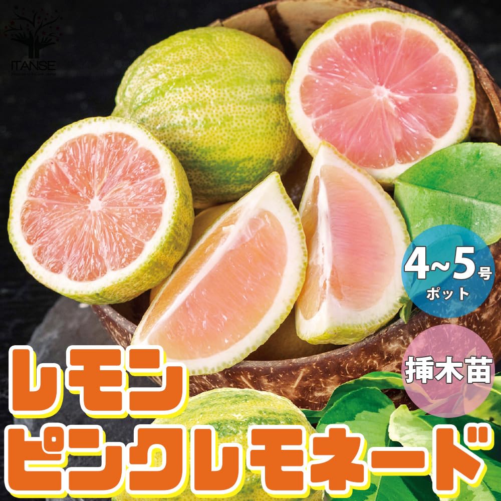 4年生　幼果つき　ピンクレモネード接木苗／樹高110cm ピンク斑入りレモン Amazon.co.jp: ITANSE レモンの苗木 ピンクレモネード 4～5号