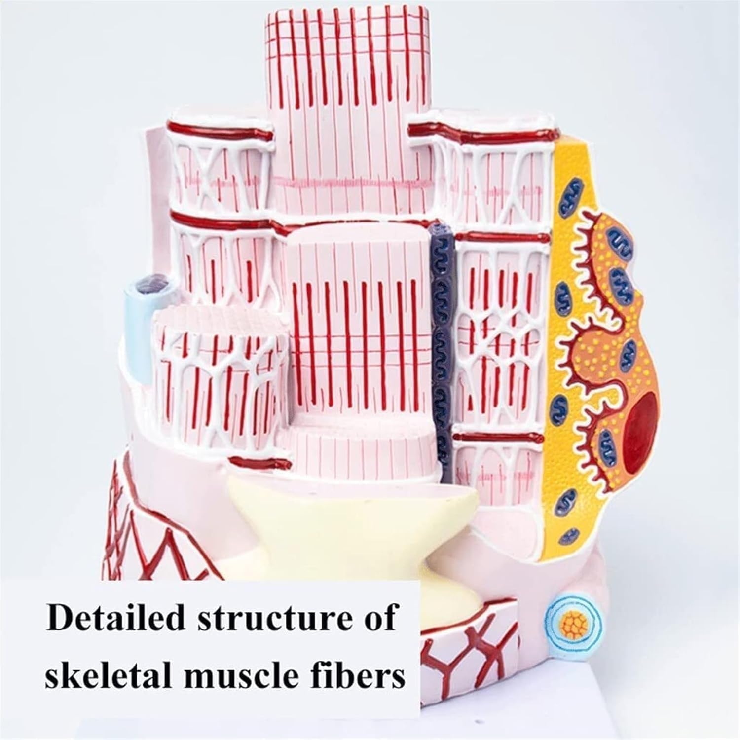 Xiaoxu Modello anatomico di Fibre muscolari scheletriche umane, Modello di Organo didattico per Lo Studio dell'ortopedia e per dimostrazioni di insegnamento Medico.