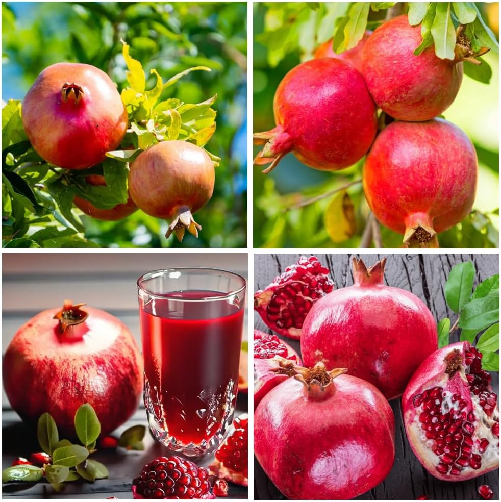 50+ Pomegranate Fruit Tree Seeds for Planting Outdoor-Perennial Non GMO Punica Granatum Tasty Sweet Great Home Garden