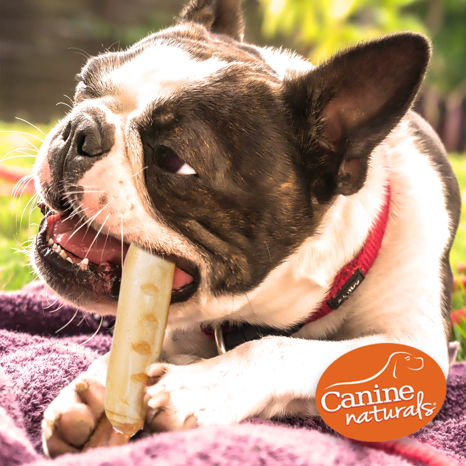 Canine Naturals Chicken Recipe Chew – Rohlederfreie Hundeleckerlis – aus den USA erhöhtem Huhn – ganz natürlich und leicht verdaulich – 5 Packungen mit 17,8 cm großen Rollen für Hunde 22,7-34 kg