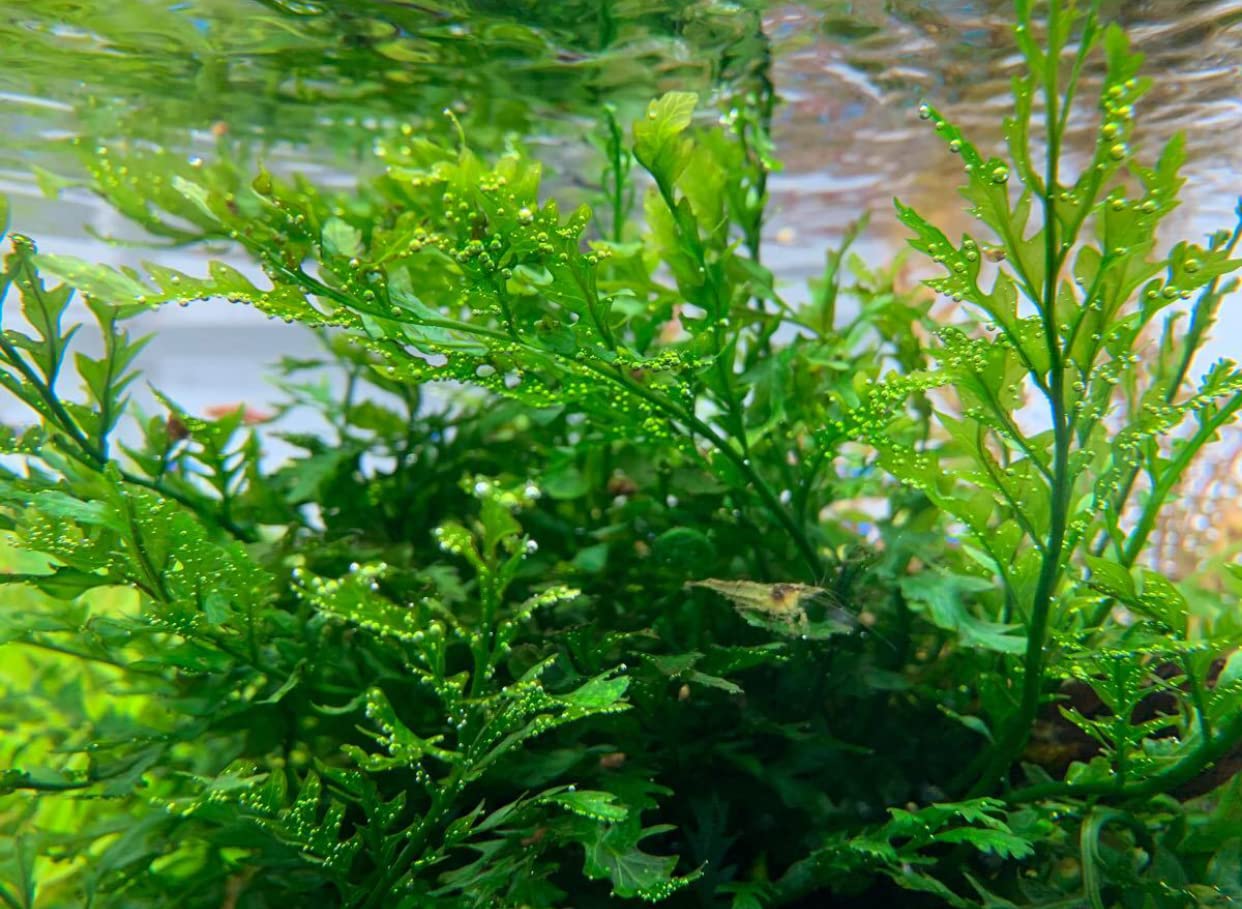 Amazon.co.jp: （水草） ボルビティス・ヒュデロッティー（3葉） イイ