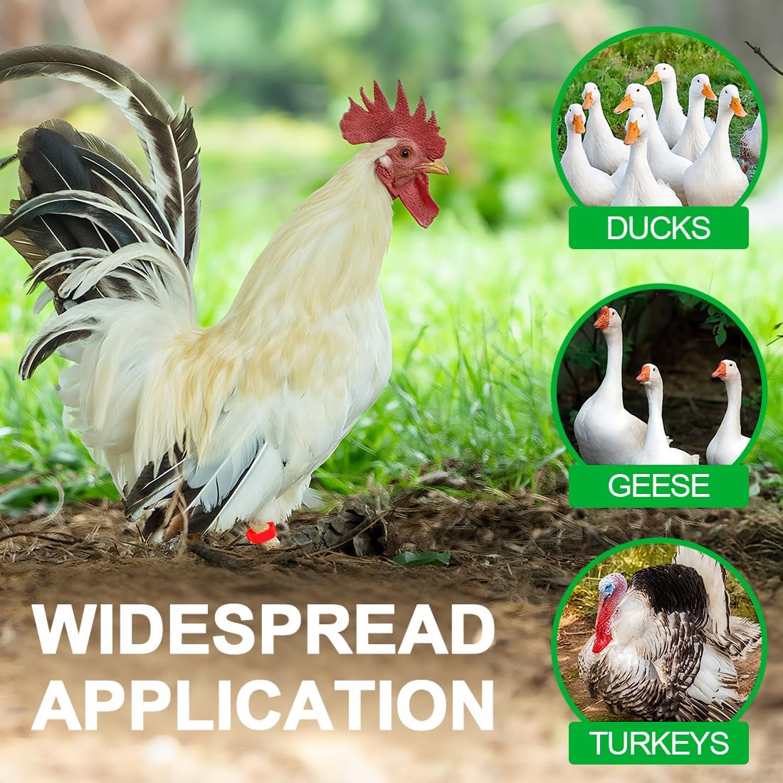 JEYORZY 60 Pcs Gallinas Anillas, Anillo de Pie de Pollo, Anillos de Marcado para Pollos, Gansos, Patos