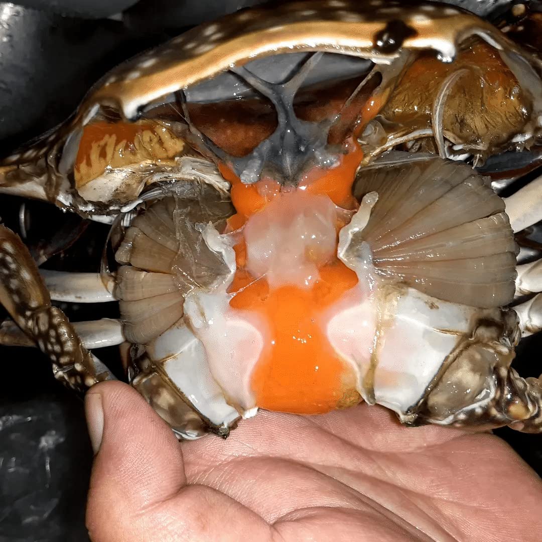 Amazon.co.jp: 北海道 森町産 ワタリガニ メス 内子入り 1㎏ : 食品