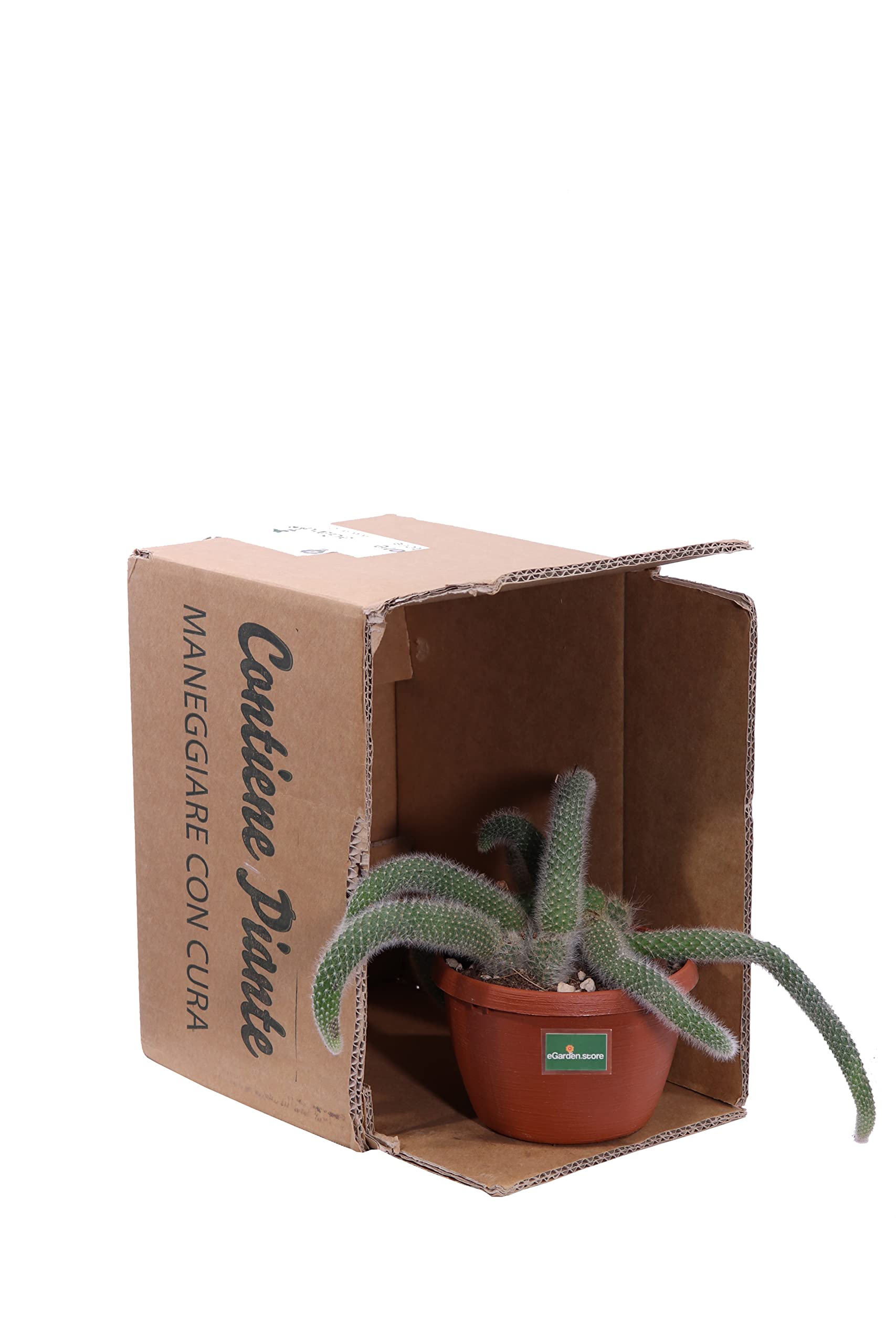 Pianta di Aporocactus Pianta di Coda di Topo pianta da interno pianta grassa pianta ornamentale pendente pianta vera pianta succulenta di Aporocactus venduta da eGarden.store