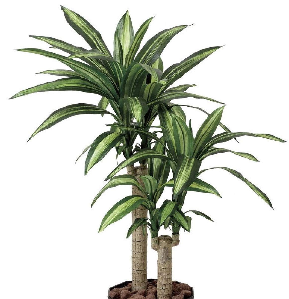 Amazon | 光触媒観葉植物 幸福の木 406A180 | 光の楽園（SUNPORT