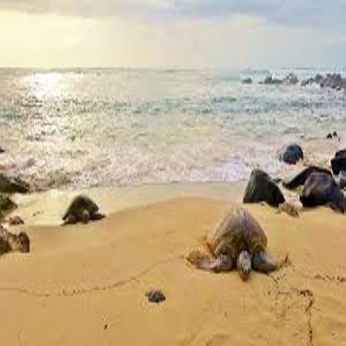 Kolavi Palam Beach - //medicalbooks.filipinodoctors.org