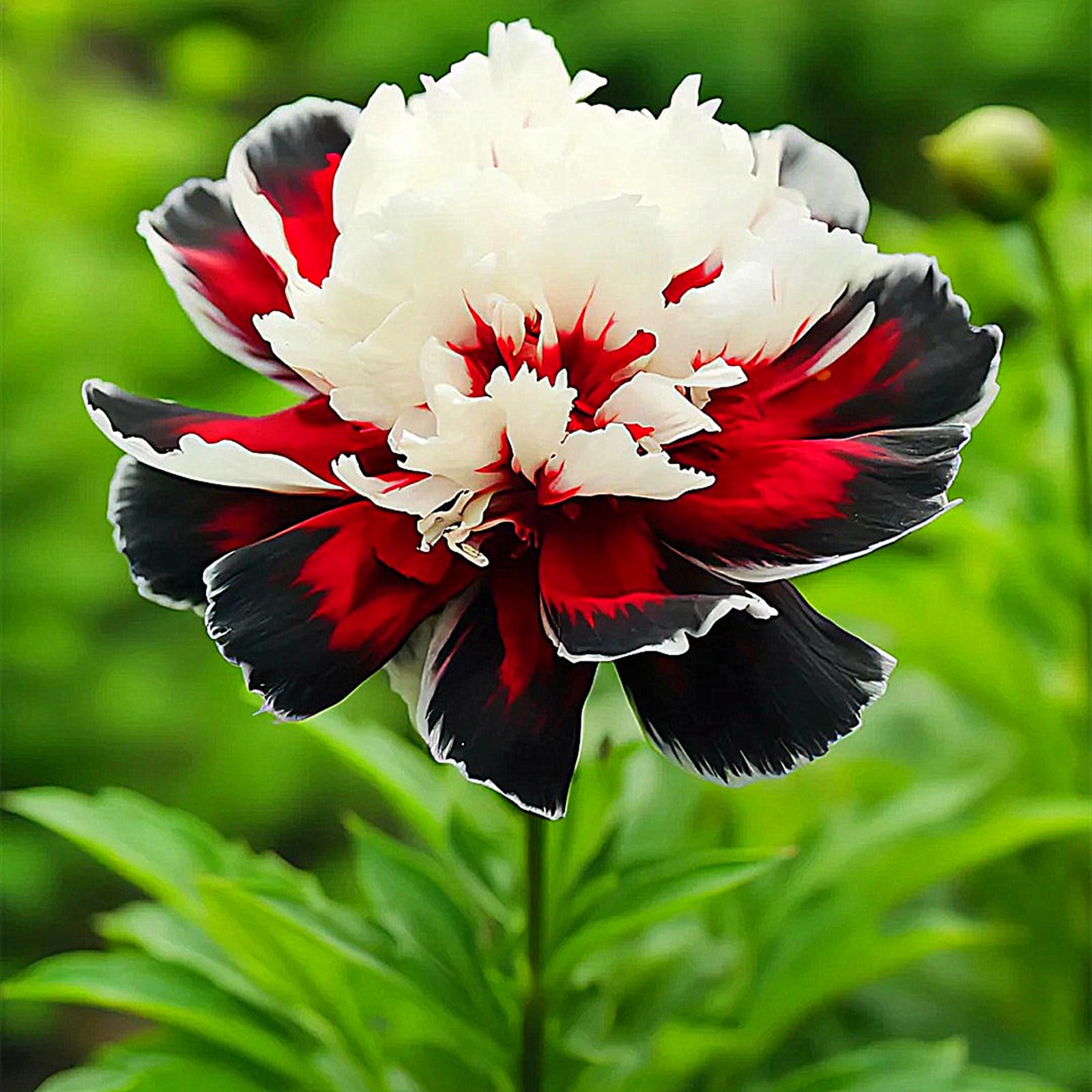 Peony Plants for Sale,Good for Containers,Golden Jade Carving Feels Beautiful,Peony Mix-2bulbs-I