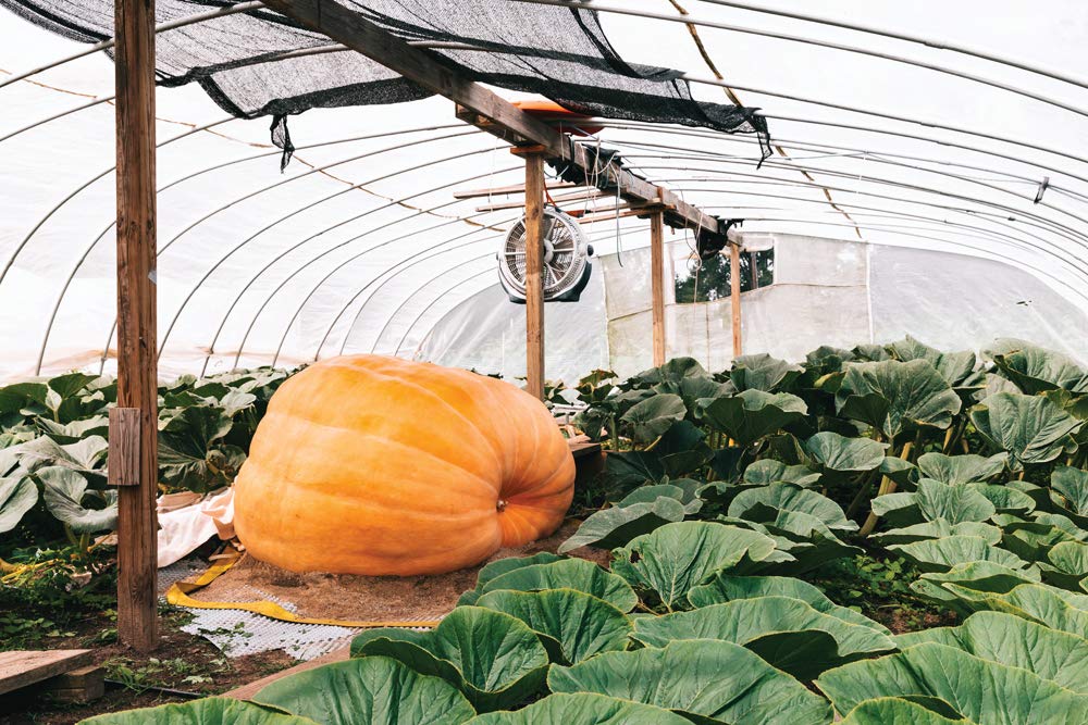Arlo Vegetable seeds Rare Imported Ukraine Giant Pumpkin, 15 High Growing Giant Vegetable Seeds Pack (B07G5D9HZN) Amazon Price History, Amazon Price Tracker