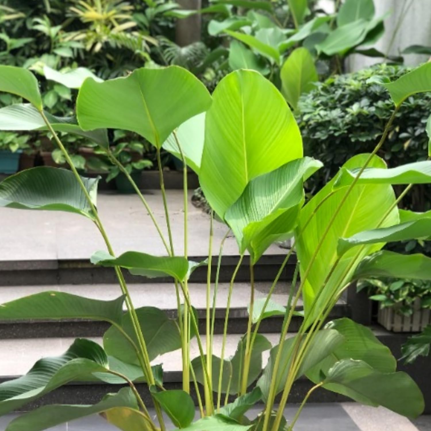See full amazon price history chart for Hug A Plant | Calathea Lutea | Ornamental Live Plant (Home & Garden) Hug A Plant | Calathea Lutea | Ornamental Live Plant (Home & Garden) (B0C93F3P6D) Amazon Price History, Amazon Price Tracker