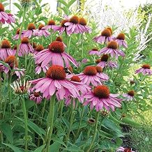 Echinacea Plants - 3 x 10cm Pot Herb Plants. (Echinacea purpurea)