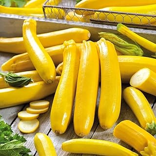 Seeds Zucchini Yellow Heirloom Vegetable for Planting Non GMO