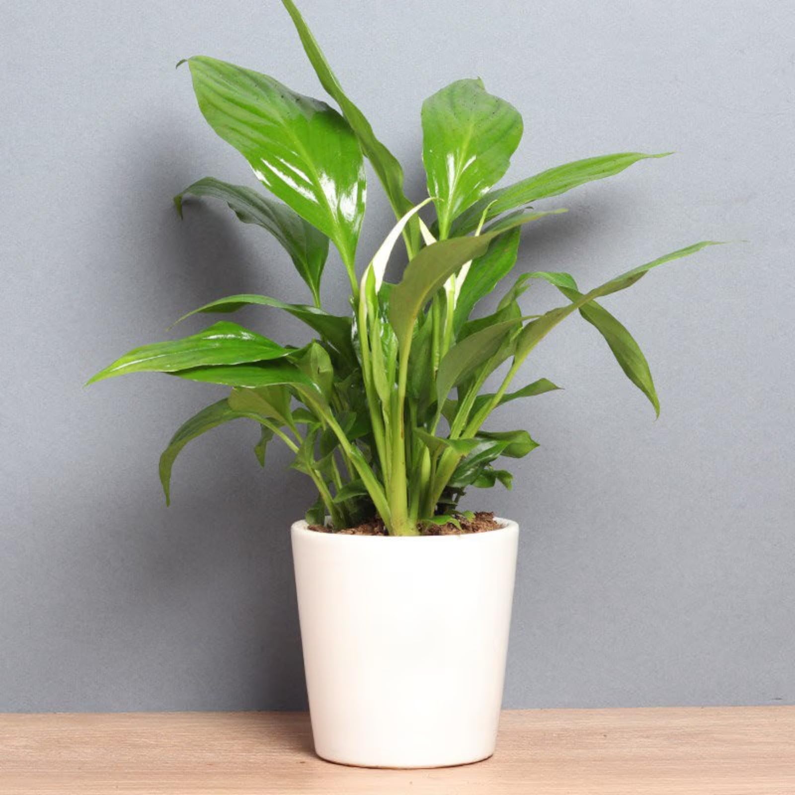 FlowerAura Air Purifying Lucky Peace Lily Live Indoor Plant In Plastic Pot For Office/Home Decor & For Birthday Gift, Anniversary Gift, Diwali Gift, Holi Gift, Mothers Day Gift (Same Day Delivery) (B0D2KTWFKG) Amazon Price History, Amazon Price Tracker