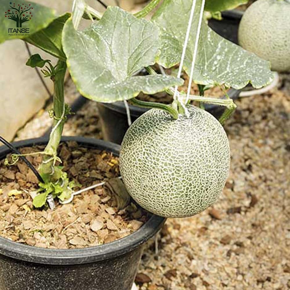 Amazon.co.jp: ITANSE らくらく極甘緑肉ネットメロン(品種