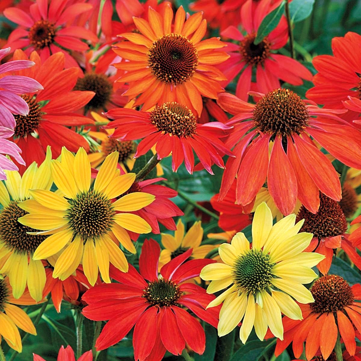 GARDENS ALIVE! - Cheyenne Spirit Mulit-Color Flowering Coneflower Echinacea Dormant Bare Root Perennial Starter Plant Roots, 5 Plants per Offer