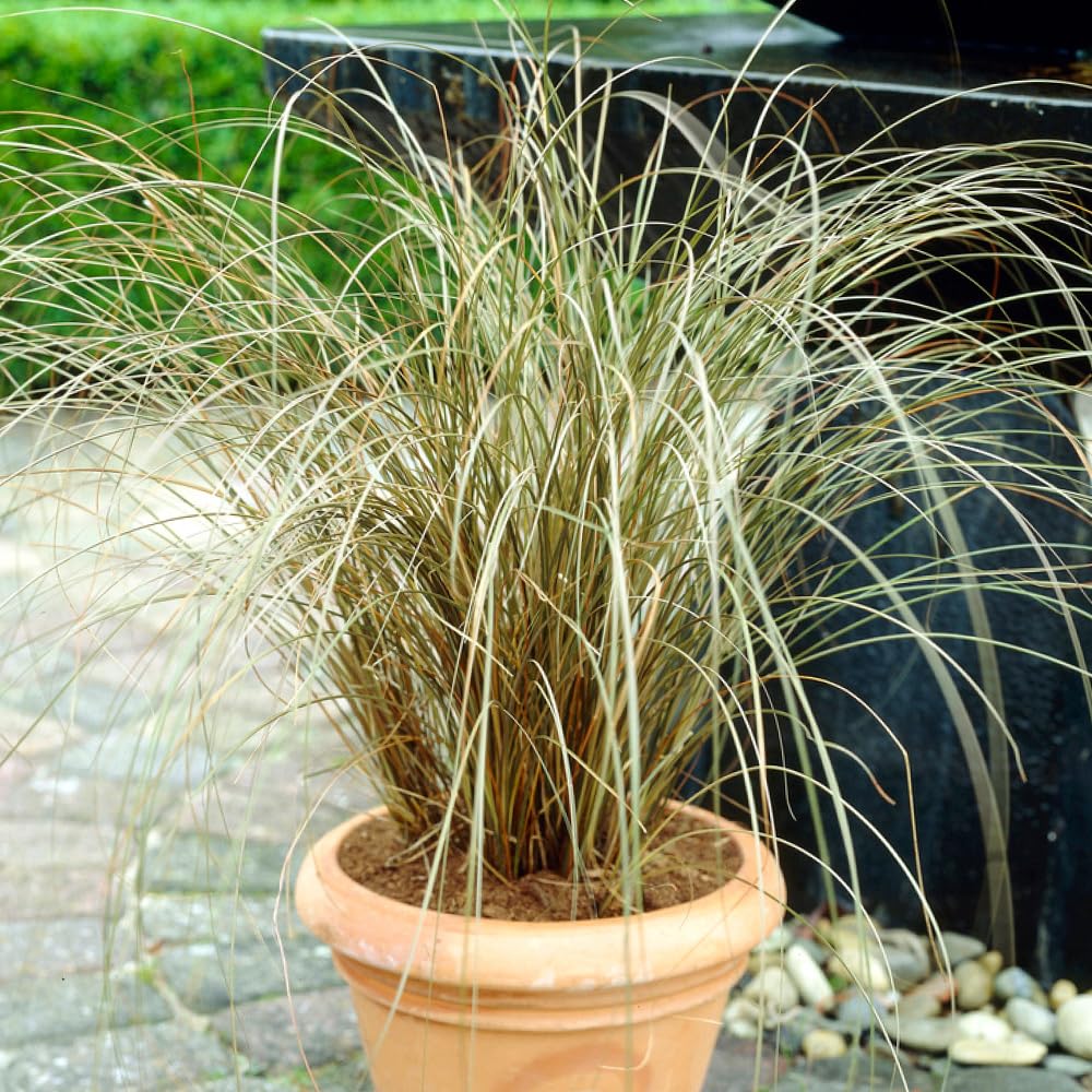 YouGarden Carex buchananii, 3 x Ornamental Grasses with Evergreen Foliage, Hardy Perennials, 9cm Pots, Great for Pots and Borders, Low Maintenance