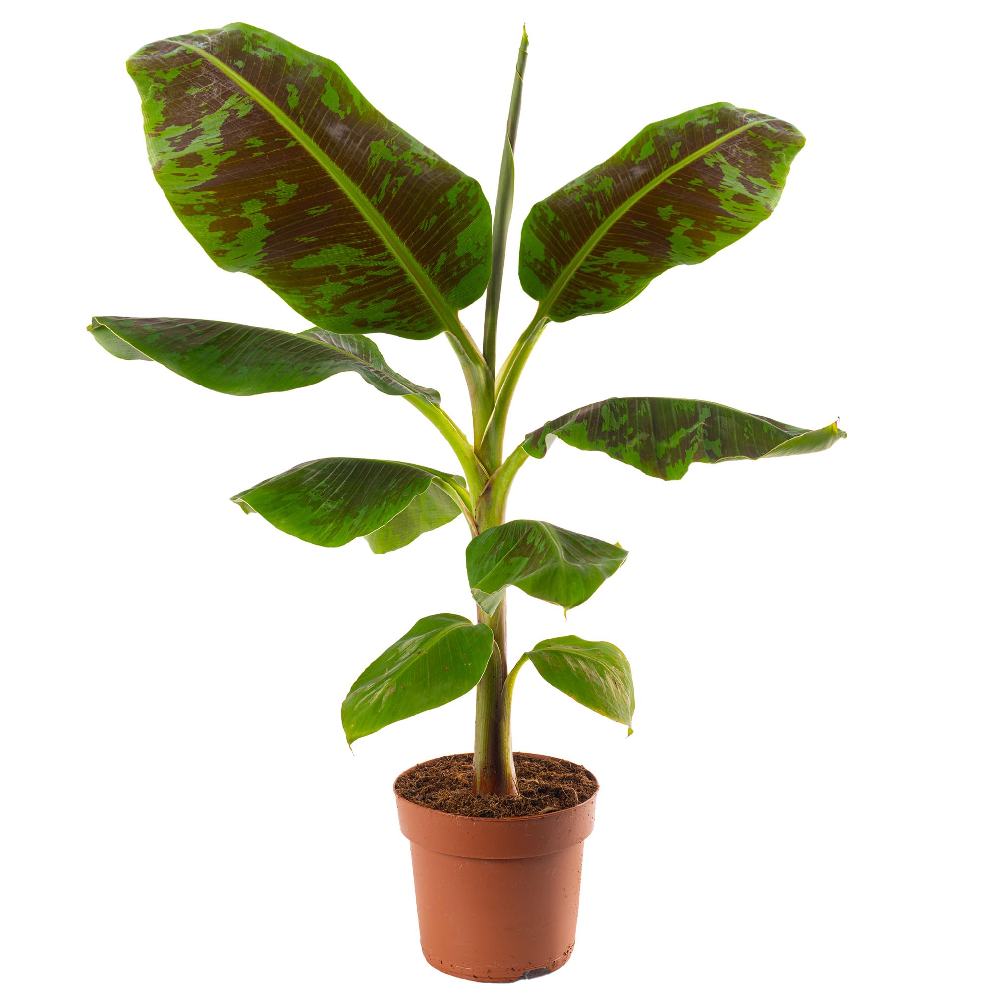 Musa Dwarf Cavendish Exotic Indoor Banana Tree Plant Fruit-Bearing Easy to Grow (40-50cm (Incl. Pot))