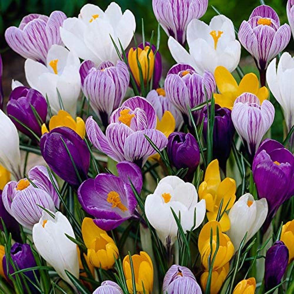 LIVE GREEN Crocus Flower Bulb Germination (Multicolour) - Pack of 5 Bulbs (PL-0SEED12)-image-10
