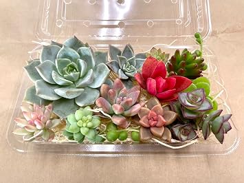 Marui FarmSucculent Cuttings Assorted Pack 12 Varieties Cuttings Real Foliage Plants Mixed Planting