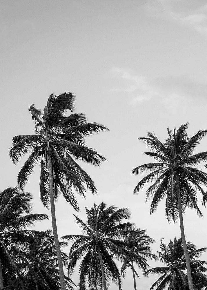 Póster de Palms in Grey por Design Fabrikken Design Fabrikken (24 x 36)