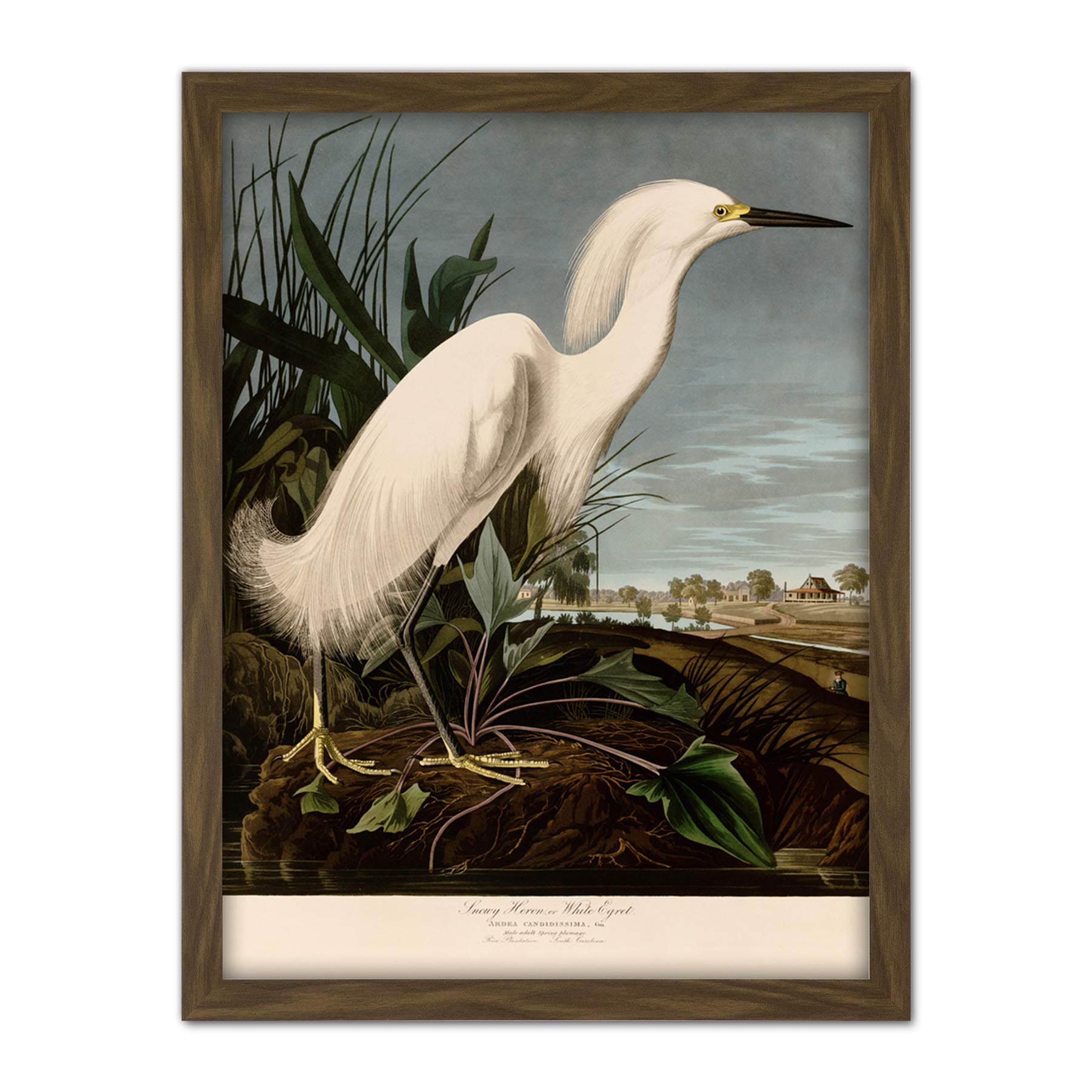 Artery8 Audubon Birds Snowy Heron Painting Artwork Framed Wall Art Print 18X24 Inch