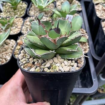 Amazon.co.jp: アガベ チタノタ バトルアクス 'Battleaxe' : おもちゃ Amazon.co.jp: アガベ チタノタ バトルアクス 'Battleaxe' : おもちゃ