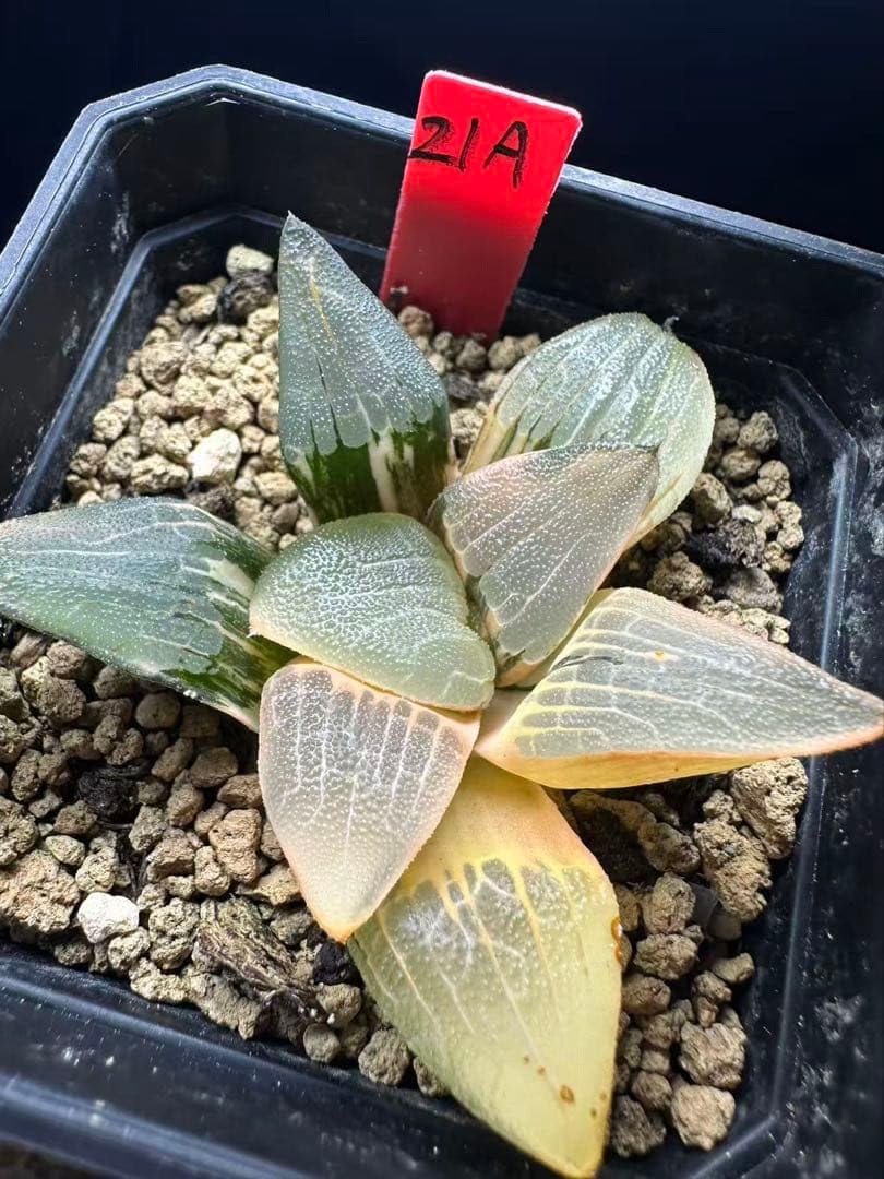 Amazon.co.jp: 21a 多肉植物 ハオルチア 巨骨魚舌コレクタ錦 自家繁殖
